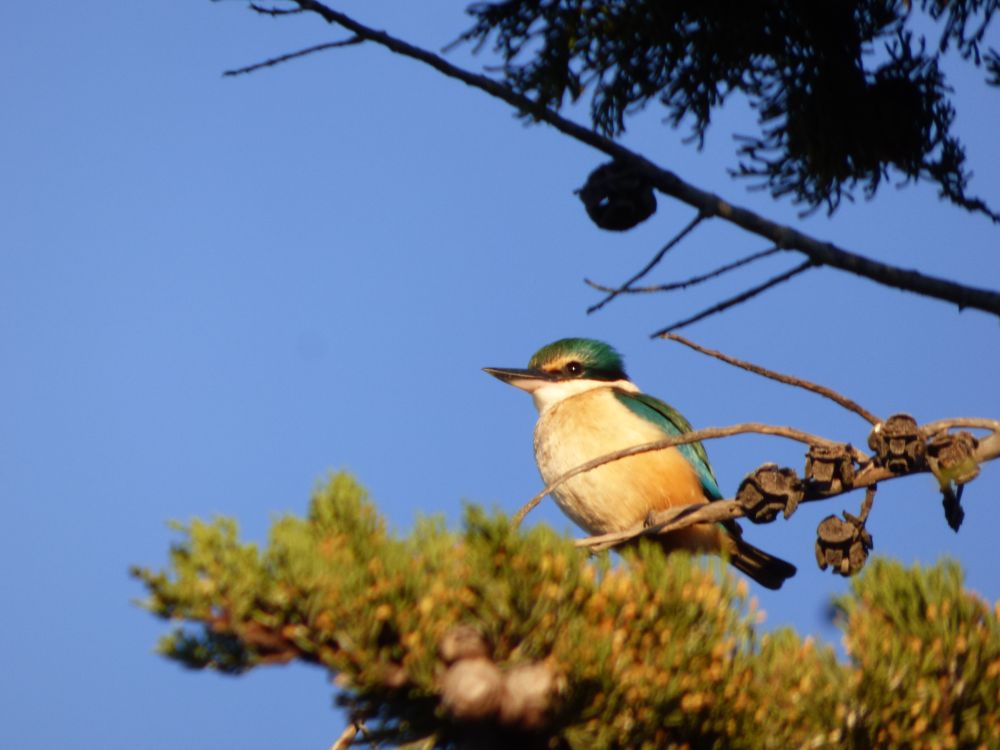 A photograph of a Sacred Kingfisher, or 'Kotare' perched in a tree. It is a small and robust bird with stunning colours; viewed here from below it's orange breast is most visible, as well as shiny cobalt-blue and viridian green feathers on it's head and wings, with a black eyestripe. 

It is lit up brilliantly in the fiery orange-yellow sunlight 