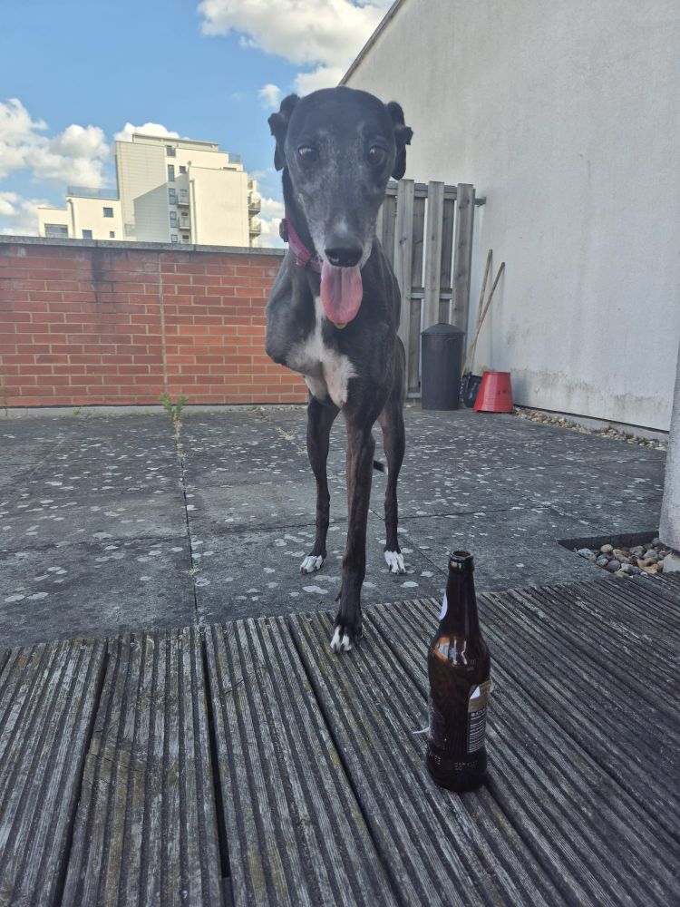 My black greyhound with a beer bottle next to her. 