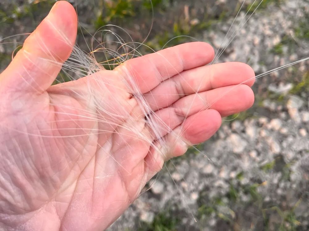 한 사람에 손바닥에 얇고 반투명한 실타래 같은 가느다란 섬유들이 엉켜 있다. 실처럼 보이는 이 섬유들은 바람에 날릴 듯 매우 가늘고 가벼운 광섬유 잔해로 보인다.