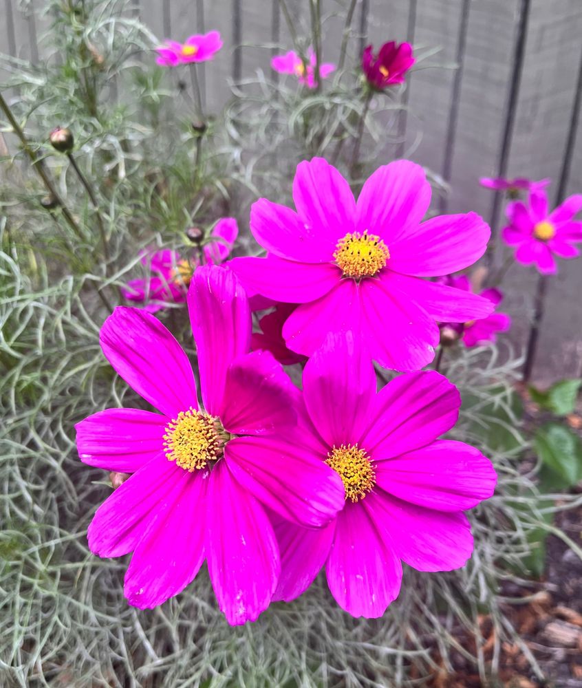 Bright pink flowers