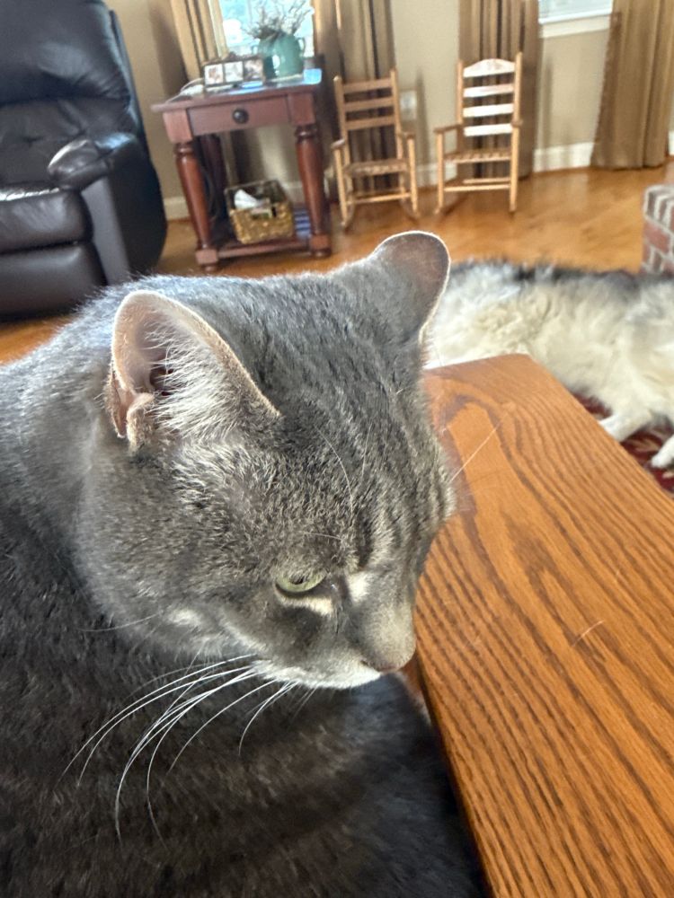 Grey cat looking sulky