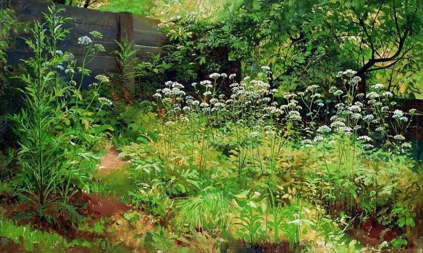 Goutweed-grass. Pargolovo