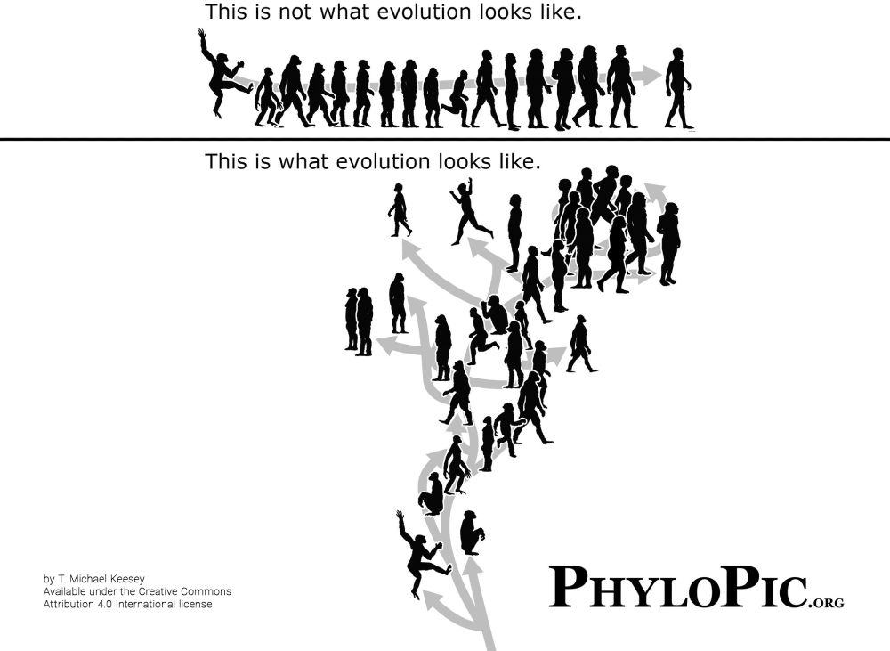 An image divided into two parts.

Part I is labelled, "This is not what evolution looks like." It shows silhouettes in a formation similar to the "March of Progress", starting with prehistoric apes and ending with humans.

Part II is labeled, "This is what evolution looks like." It shows silhouettes of hominins in a complex family tree with divergences and introgression.

Text at left: "by T. Michael Keesey/Available under the Creative Commons Attribution 4.0 license"

Text at right: "PhyloPic.org"