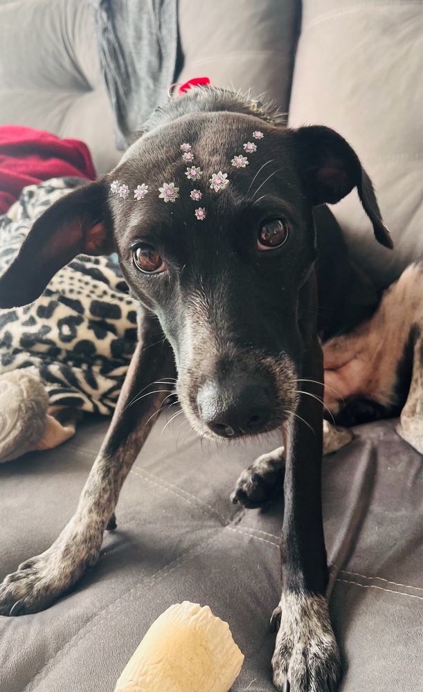 Uma foto de uma cachorra pretinha em cima do sofá com vários adesivos brilhantes na cabeça.