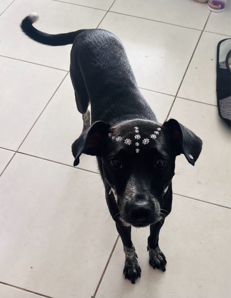 Uma foto de uma cachorra pretinha em pé no chão com vários adesivos brilhantes na cabeça.