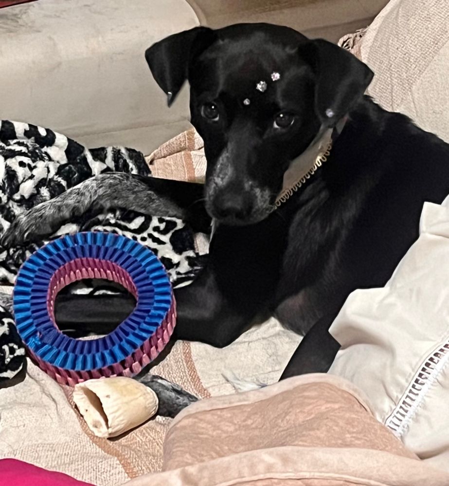 Cachorrinha pretinha com olhar pidão em cima de um sofá com um ossinho e um brinquedo de morder redondo feito de tramas coloridas de nylon.