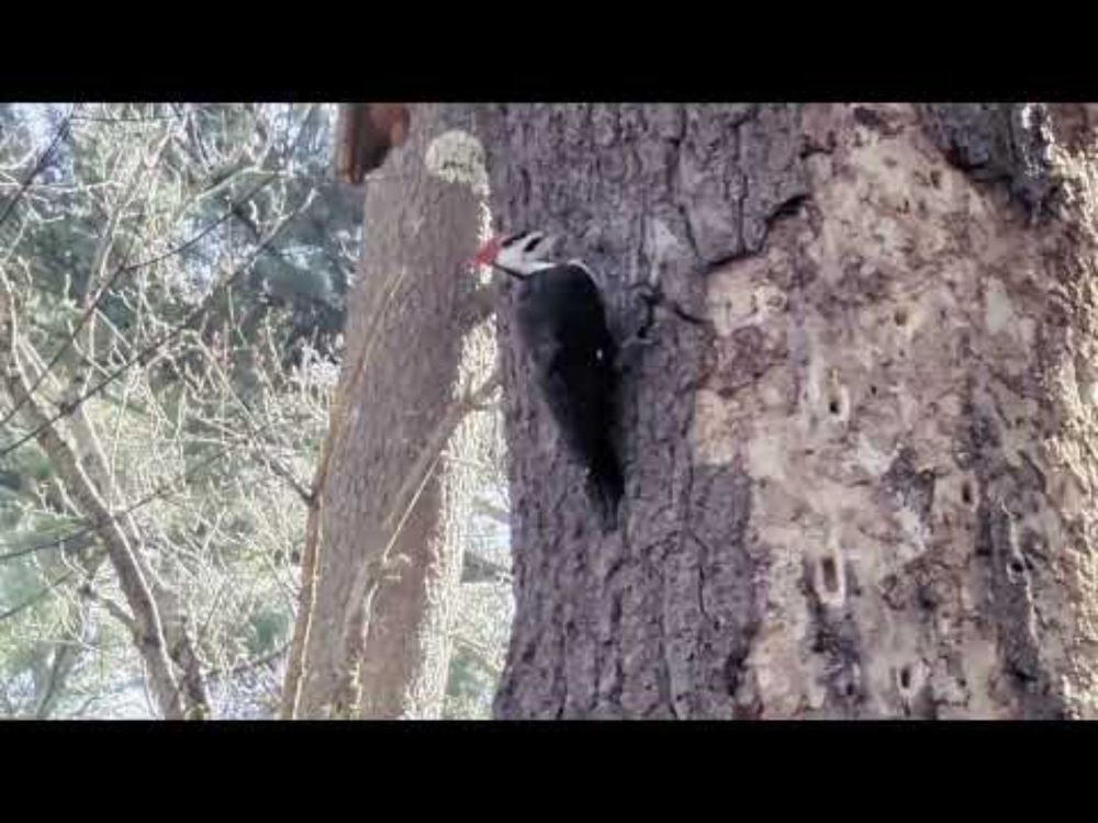 Pileated Woodpecker Looking for Bugs
