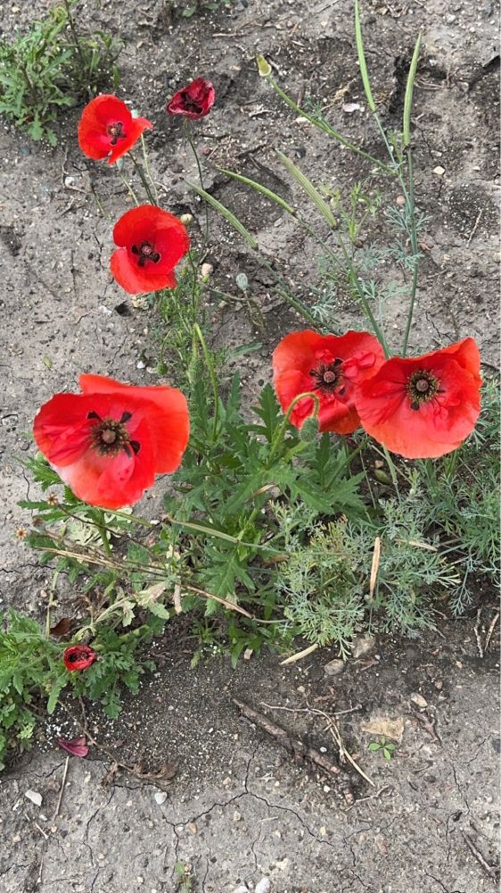 Red Flander’s poppies with black centres