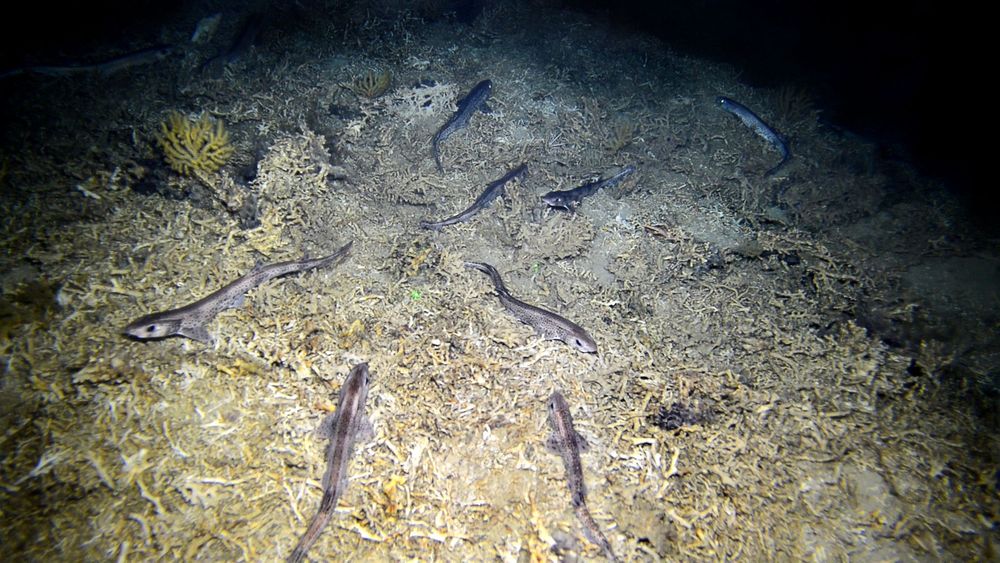 Grupo de pintarrojas sobre fondos de un monte submarino de Alborán © IEO-CSIC