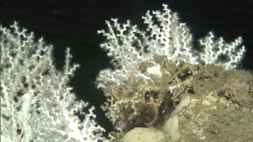 Colonia del coral de aguas frías Desmophyllum pertusum filmada con el ROV Liropus durante la campaña SOCAVA-IMNASA | IEO