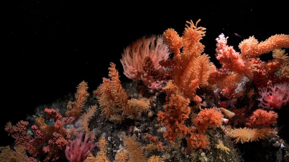 Algunos de los ecosistemas marinos profundos estudiados a bordo del Buque Oceanográfico Falkor (too). Imagen capturada por el ROV SuBastian a más de 2000 m de profundidad. © Schmidt Ocean Institute