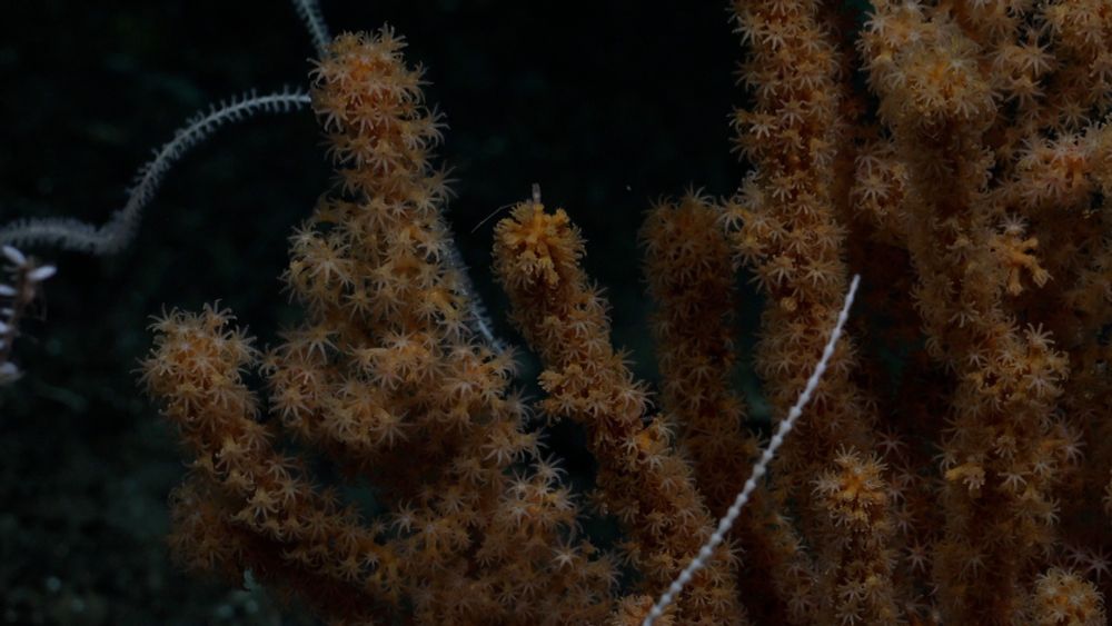 Algunos de los ecosistemas marinos profundos estudiados a bordo del Buque Oceanográfico Falkor (too). Imagen capturada por el ROV SuBastian a más de 2000 m de profundidad. © Schmidt Ocean Institute