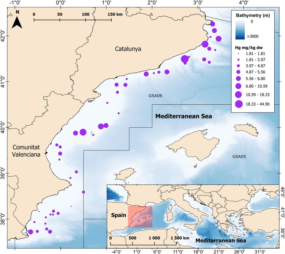 Mercury concentrations (in mg/kg dry weight) in muscle tissue of small-spotted catshark individuals along the western Mediterranean Sea.