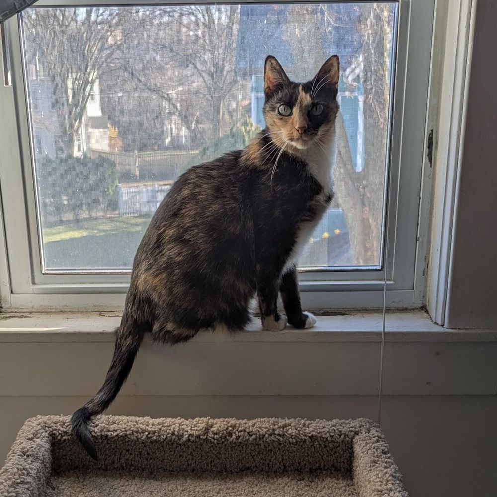 Maggie chillin' in the window -- we're not super gross, that's all weird residue from foam that we stuck around the window A/C units that refuses to go away - I promise, we clean our home!! 