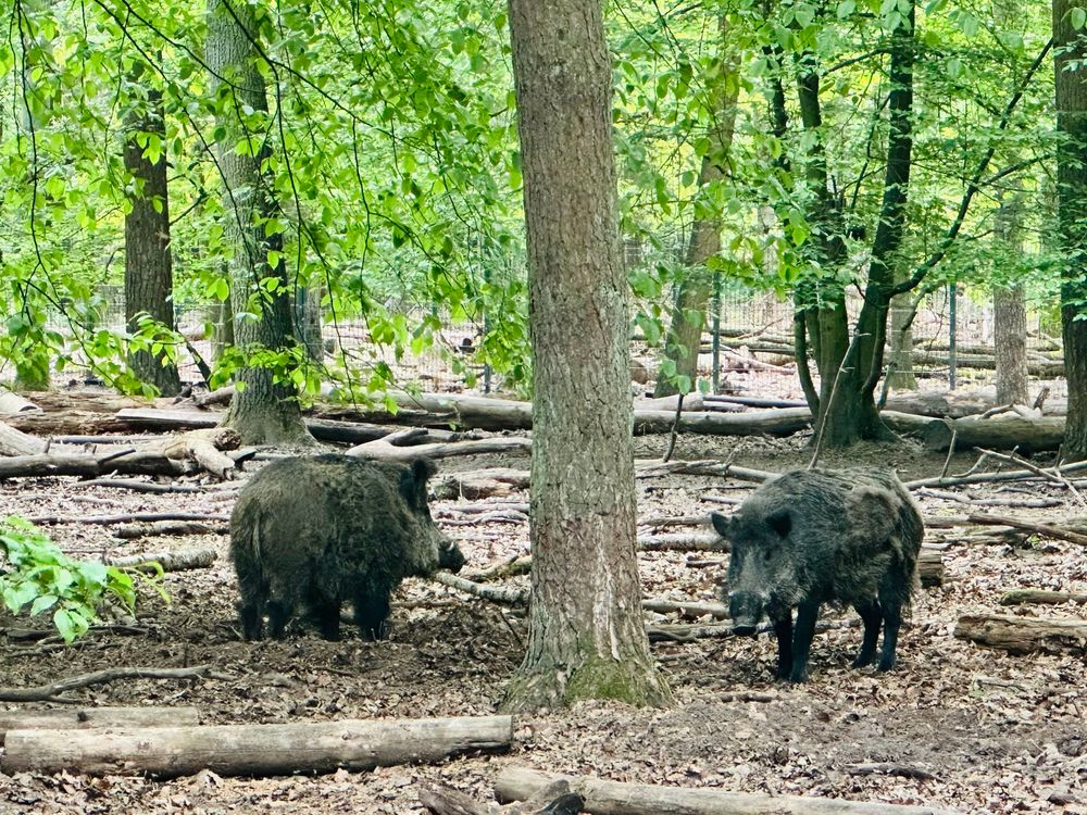 Wildschweine