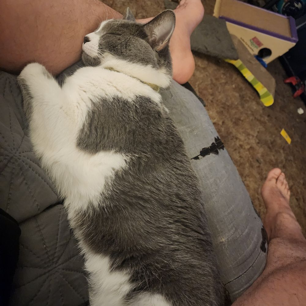 Mr. GM's cat napping on an extended footrest, she is using Mr. GM's ankle as a pillow.