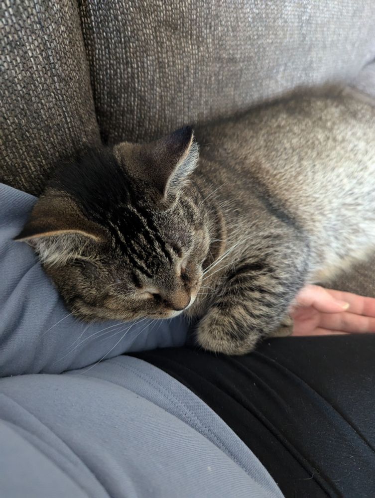 My cat Zoey sleeping on my arm