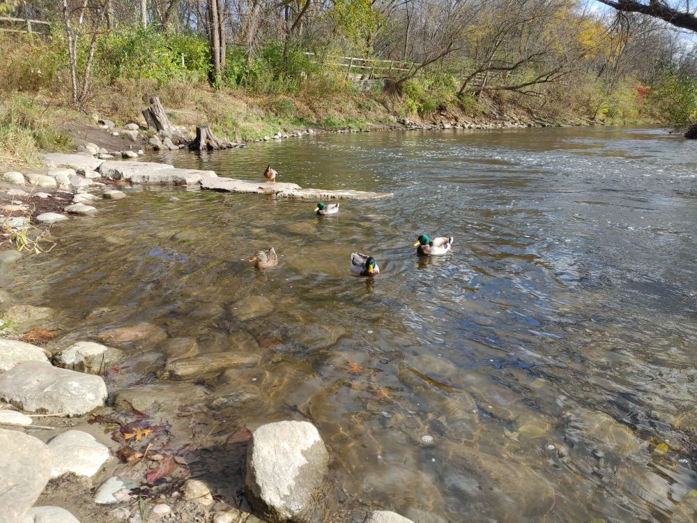 Buncha ducks hanging out in the river