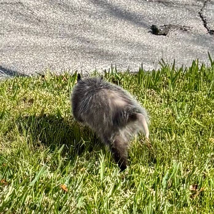 Opossum running away from me.