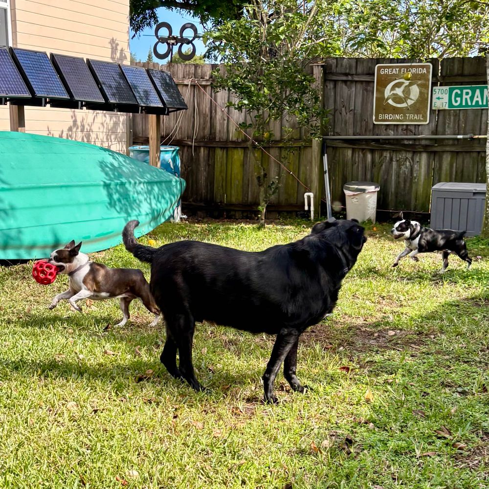 The dogs enjoying their morning outside.