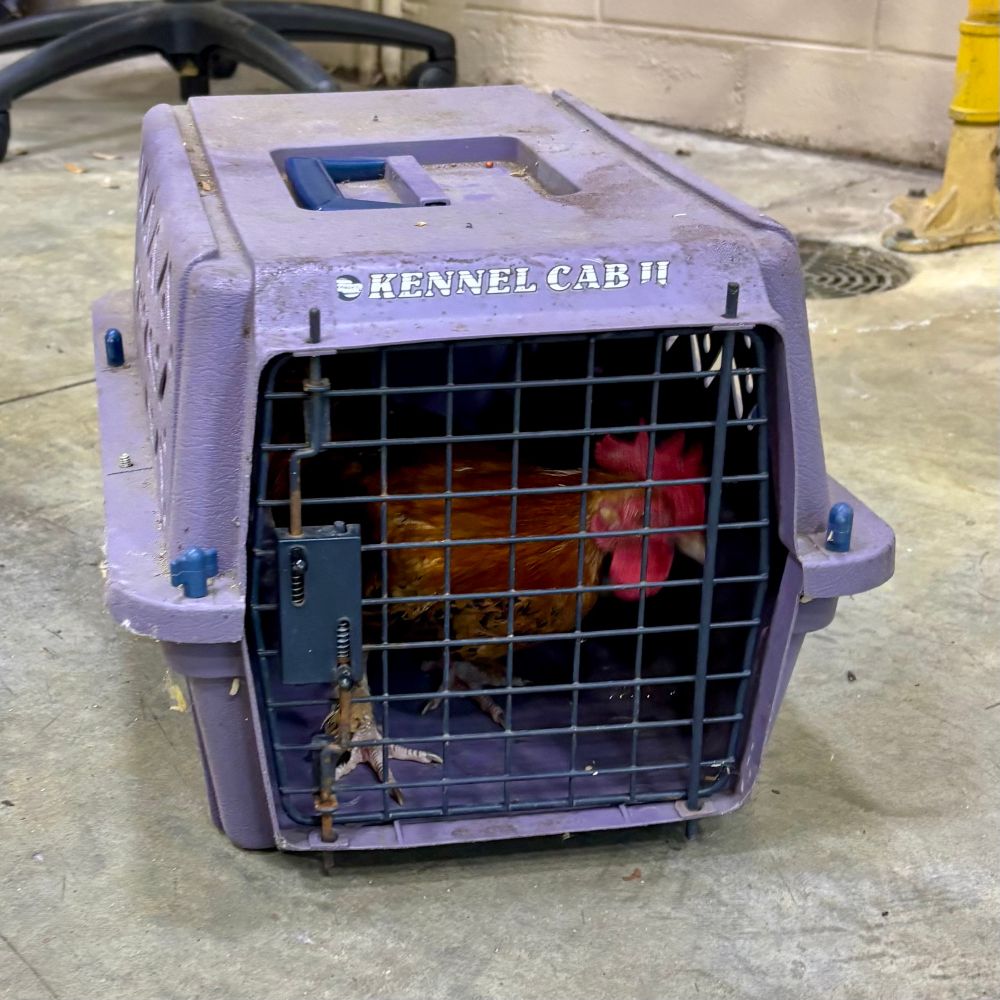 Chicken in a small animal carrier.