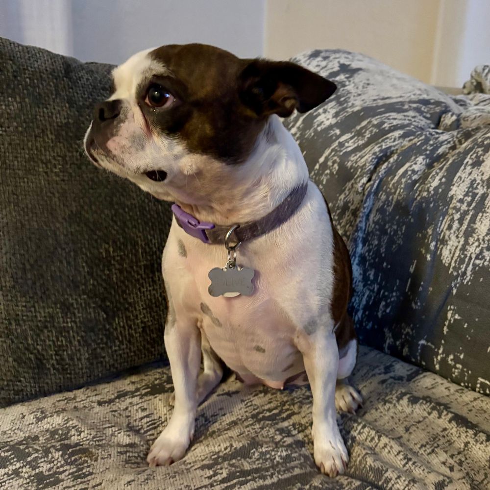 Olive the Bostom terrier on a rainy Saturday evening.