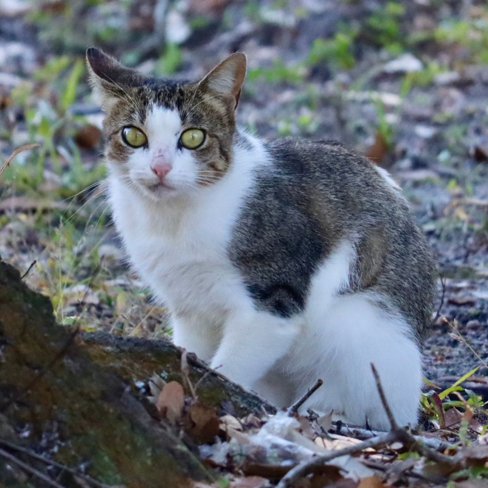 Cat near a jobsite, appears to have emerged from a trail to some tents in a wooded area.

Was not interested in meeting me.