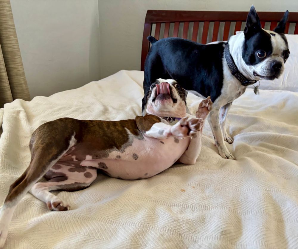 Olive and Titan the Bostom terriers wrestling on the bed. Saturday morning.