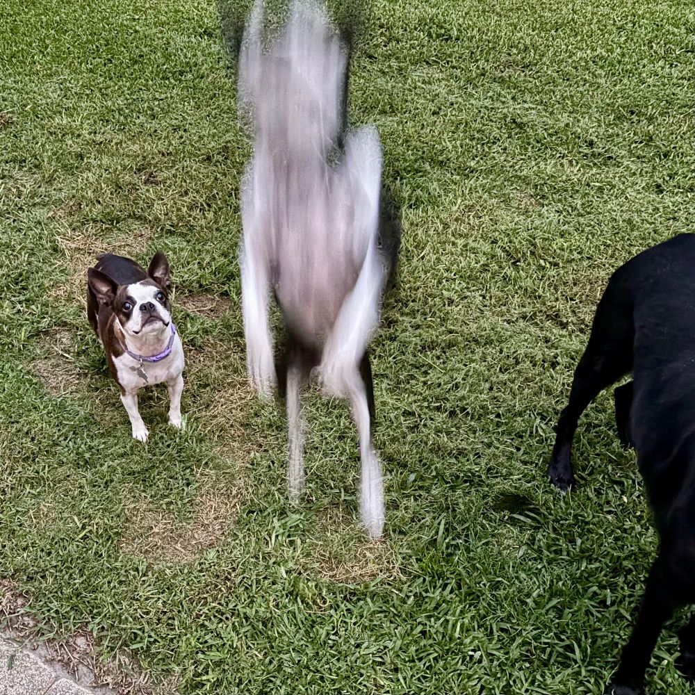 Dog(s) jumping for a rubber frisbee at dusk.