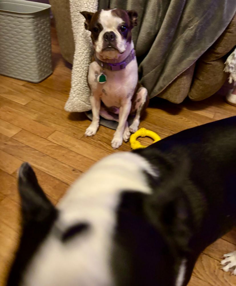Olive and Titan the Boston terrier dogs.