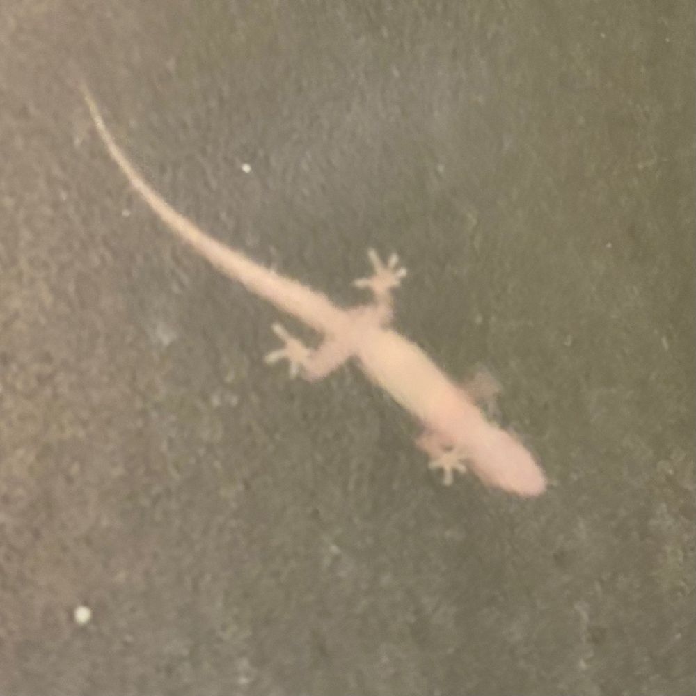 Gecko outside of a frosted-glass window.