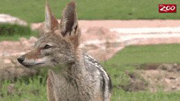 a coyote standing in a grassy field with a zoo logo in the background