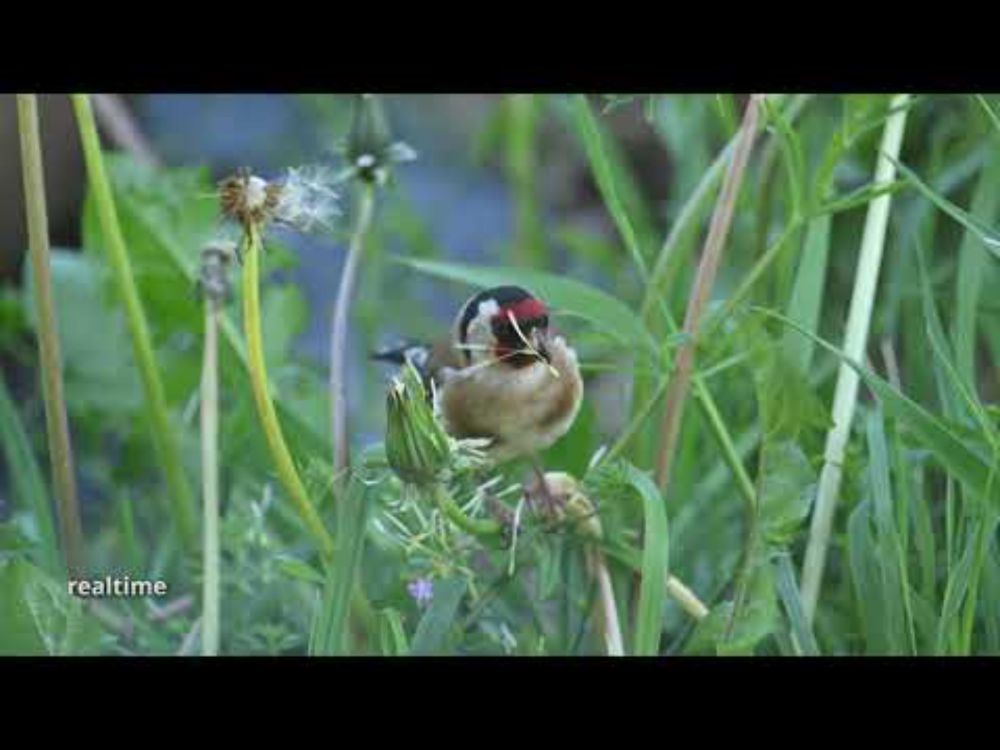 Goldfinch eating Dandelion Seeds slow motion 4k
