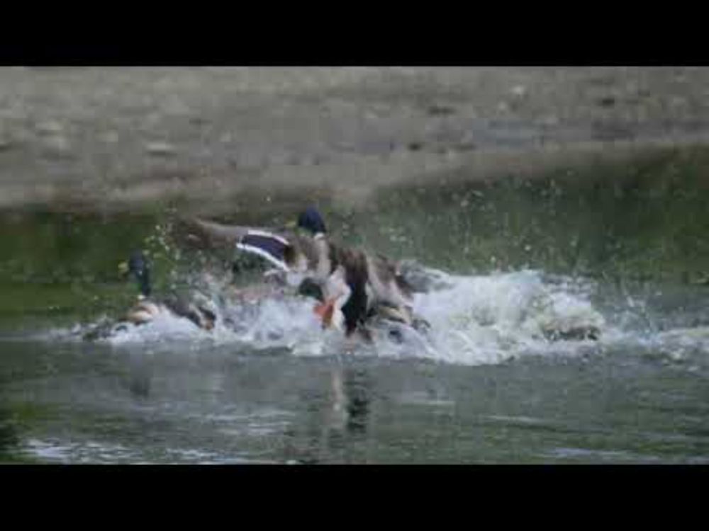Ducks Mating 4k