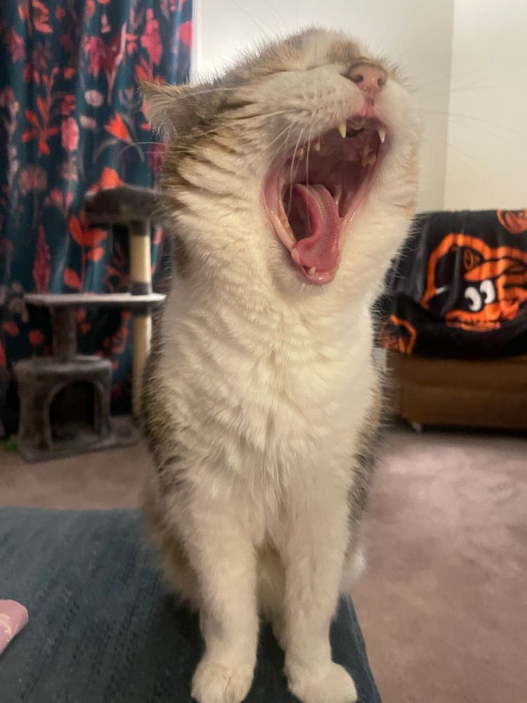 A brown and white cat is doing a big yawn just for you.