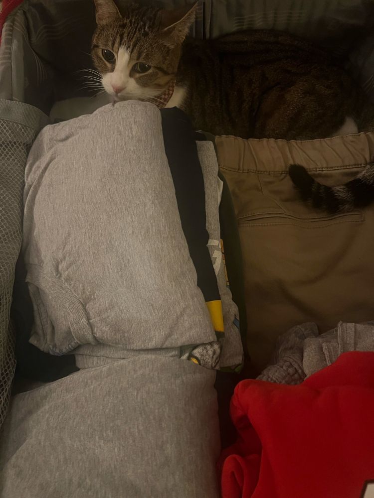 A cat and brown tabby cat nestled in a suitcase 
