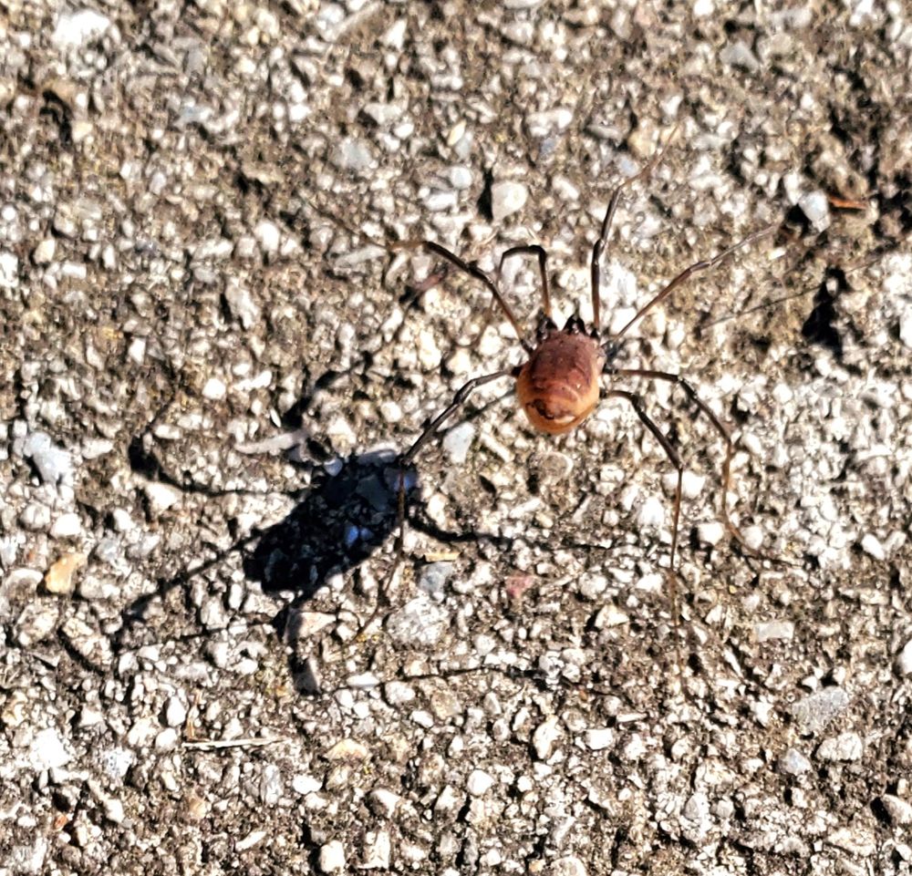 One small harmless Daddy Long Leg spider with a well-rounded auburn abdomen casting a big shadow.