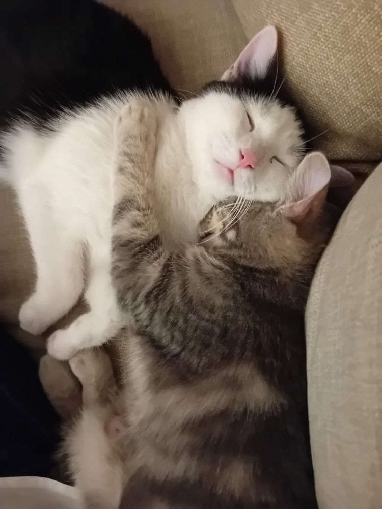 Deux chatons, l'un blanc et noir, l'autre grise tachetée, qui sont enlacés et se font un câlin