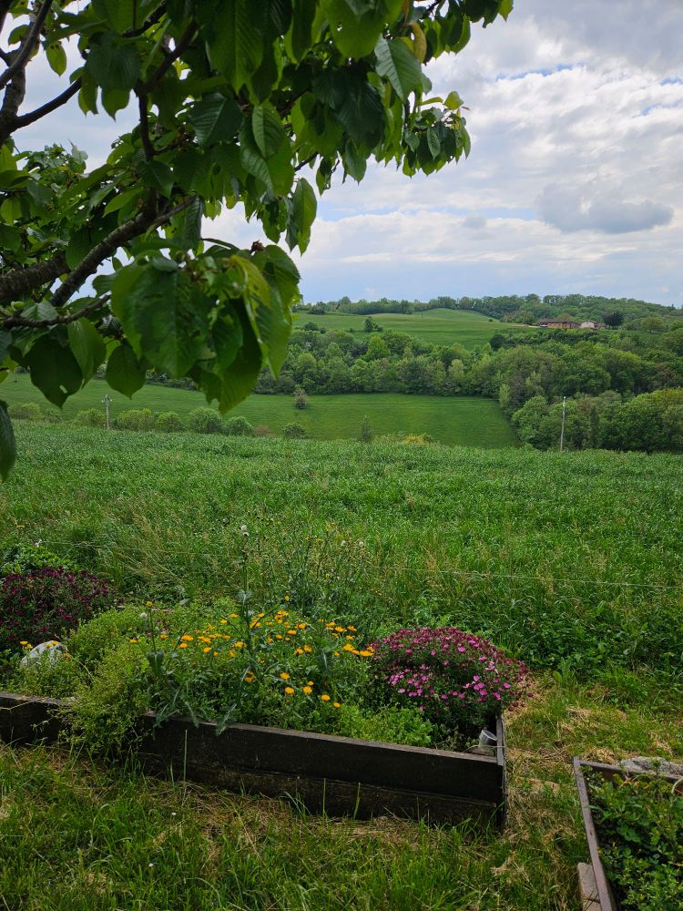 A fairly generic countryside. In the foreground is the branch of a cherry tree and some flowers (yellow and purple). Behind is a field of grass rising to a small wood in which is a farmhouse. In the far background is a dark band, which is mountains and above them is a sky laden with white, puffy clouds.