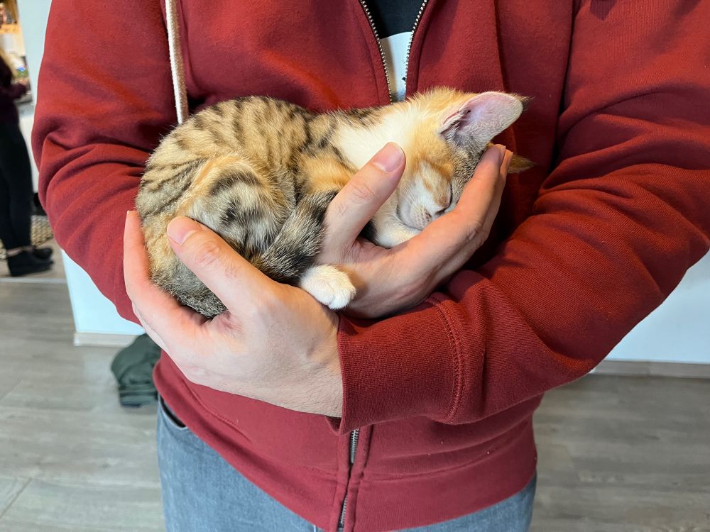 Kitty sleeping in hands