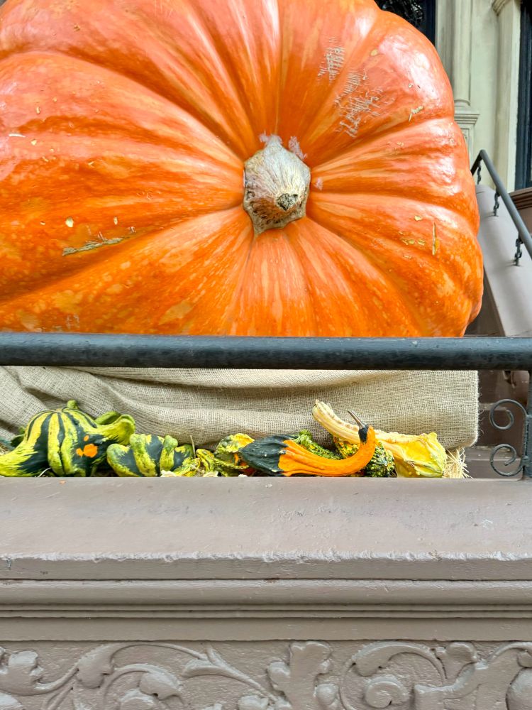  a very large pumpkin on a park slope stoop