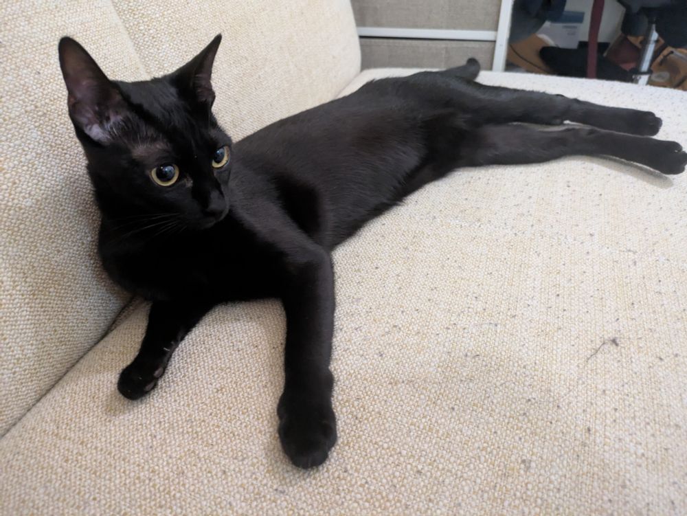 A black cat stretched out on a white sofa