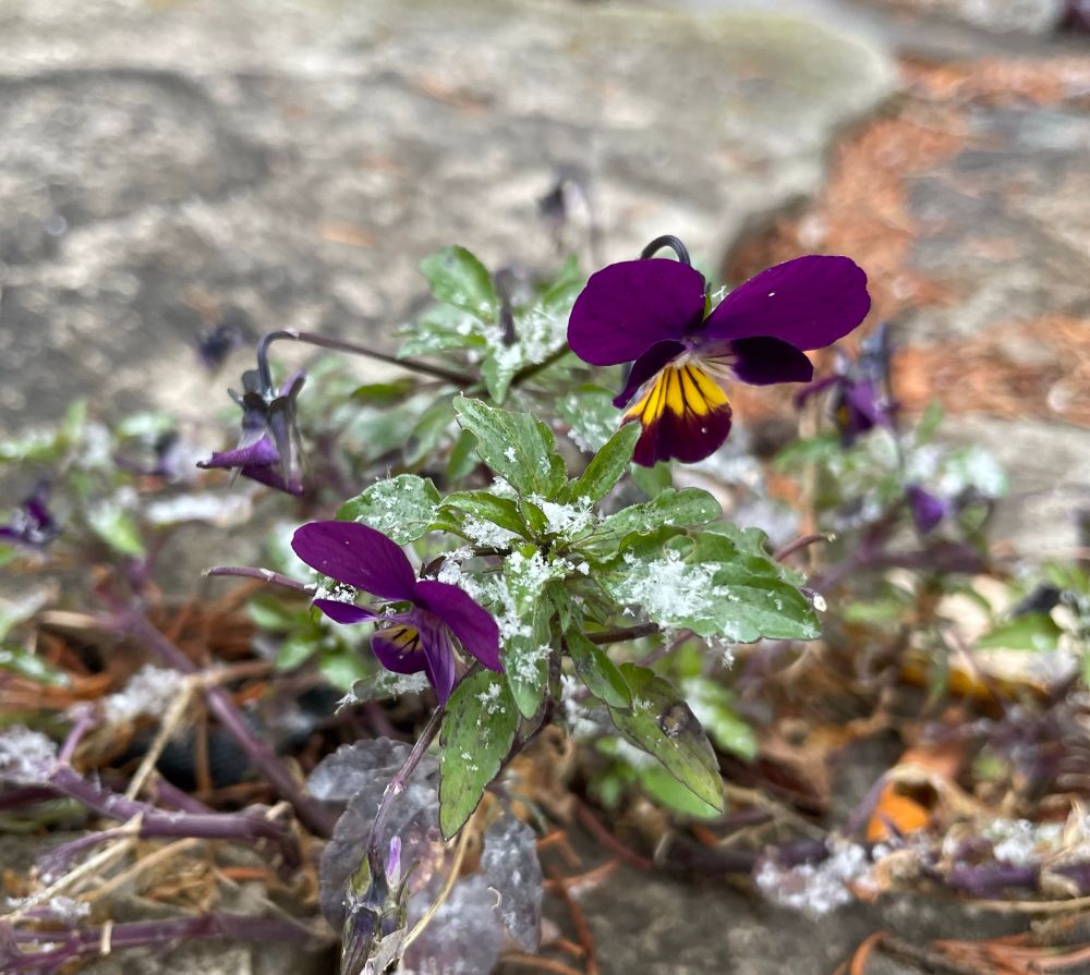 A small Johnny Jump up viola plant with several blooms dusted with snow 