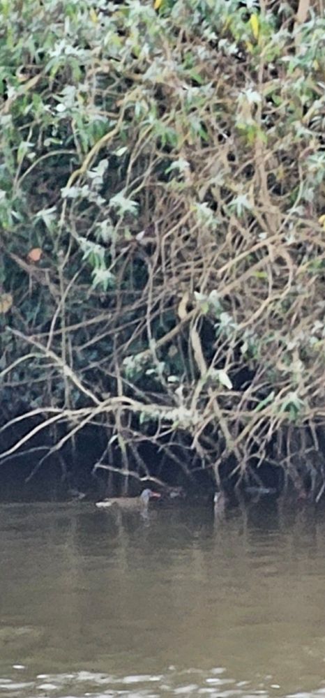 Far riverbank, overgrown, with a bird swimming close to the edge. Dark colouration, whitish tail feathers, long, low body. Red beak. Low quality, digitally zoomed.