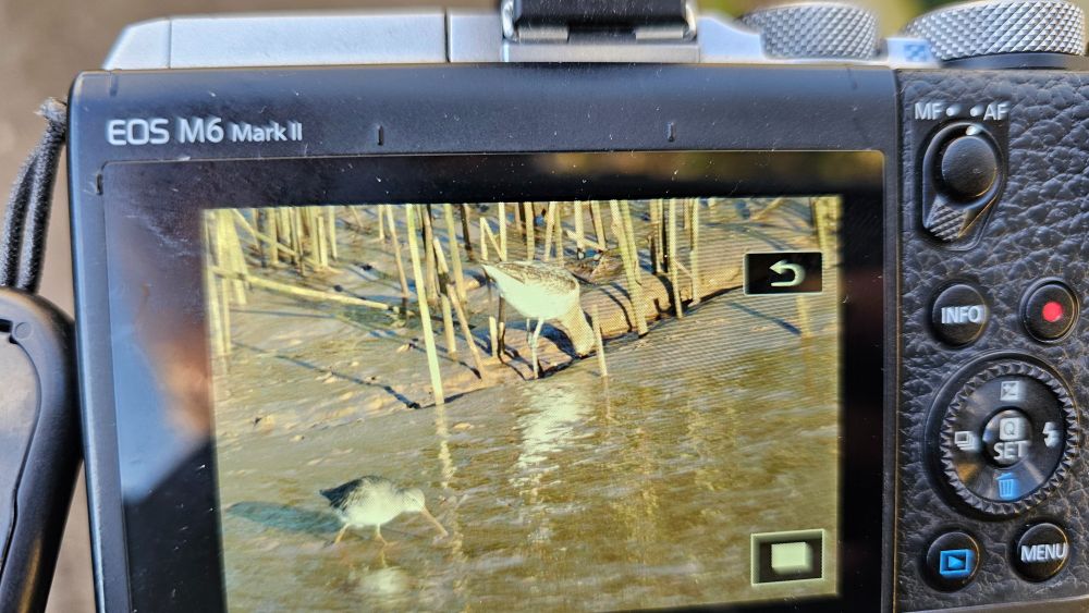 Small wader about third the size of godwit behind it.