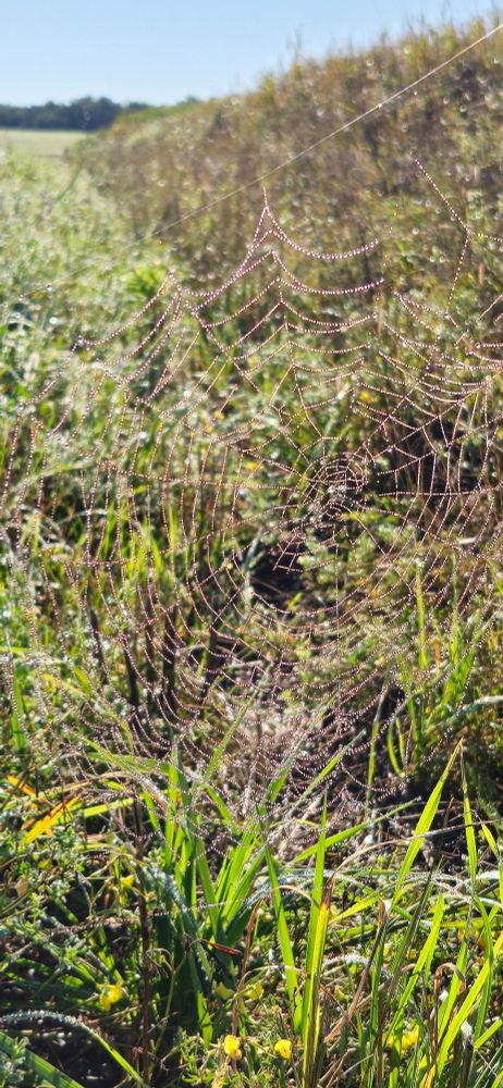 A large spider web stretched between blades of grass and sparkling with dew.
