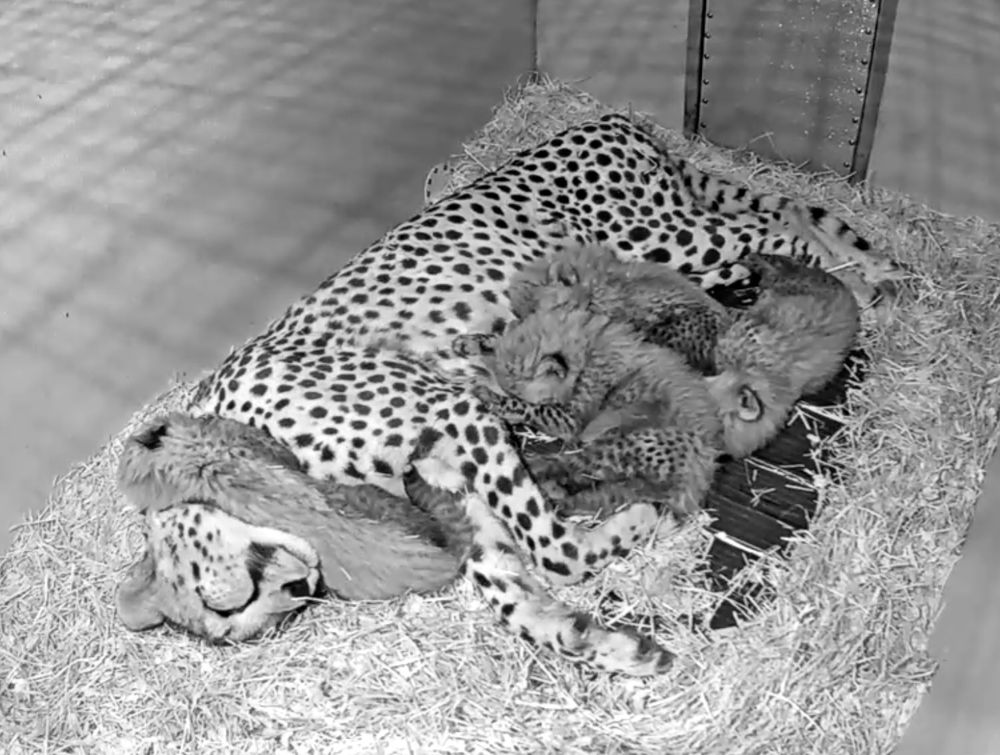 Black and white image of a mother cheetah asleep with four cheetah cubs, they are very small and not as spotted. Three are at her chest and one is draped over her neck.