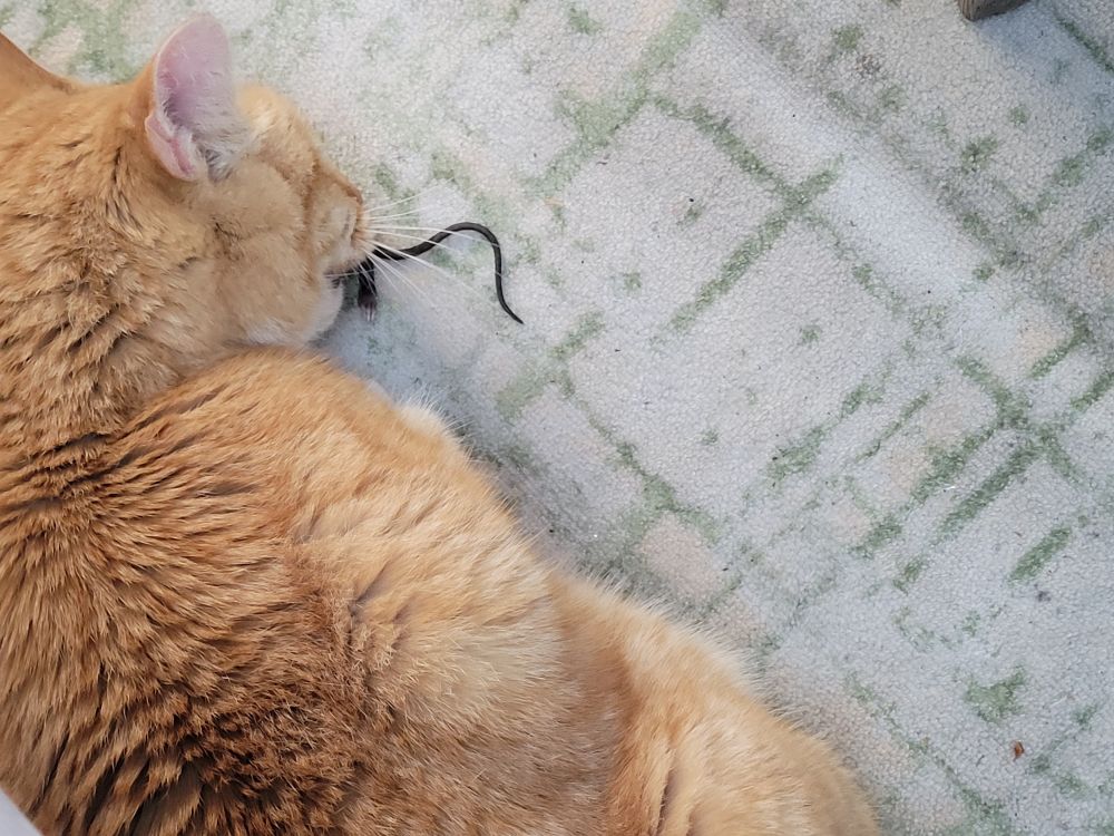 Ginger cat with mouse hanging out of its mouth. 