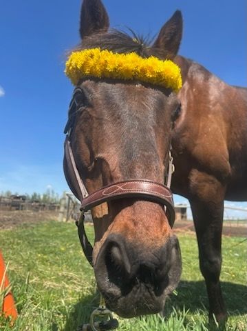 A bay horse wears a garland of dandelions while grazing. 