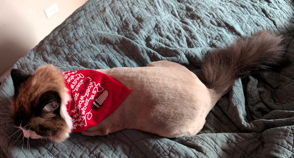 beautiful brown and white cat, freshly shorn, wearing a red bandana with WBEZ written repeatedly across it. She's not facing the camera because she is mad.